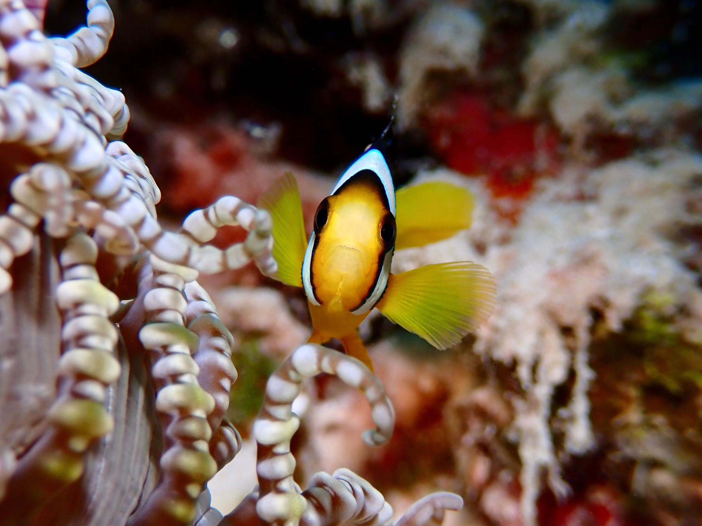 Ananea Madivaru Maldives