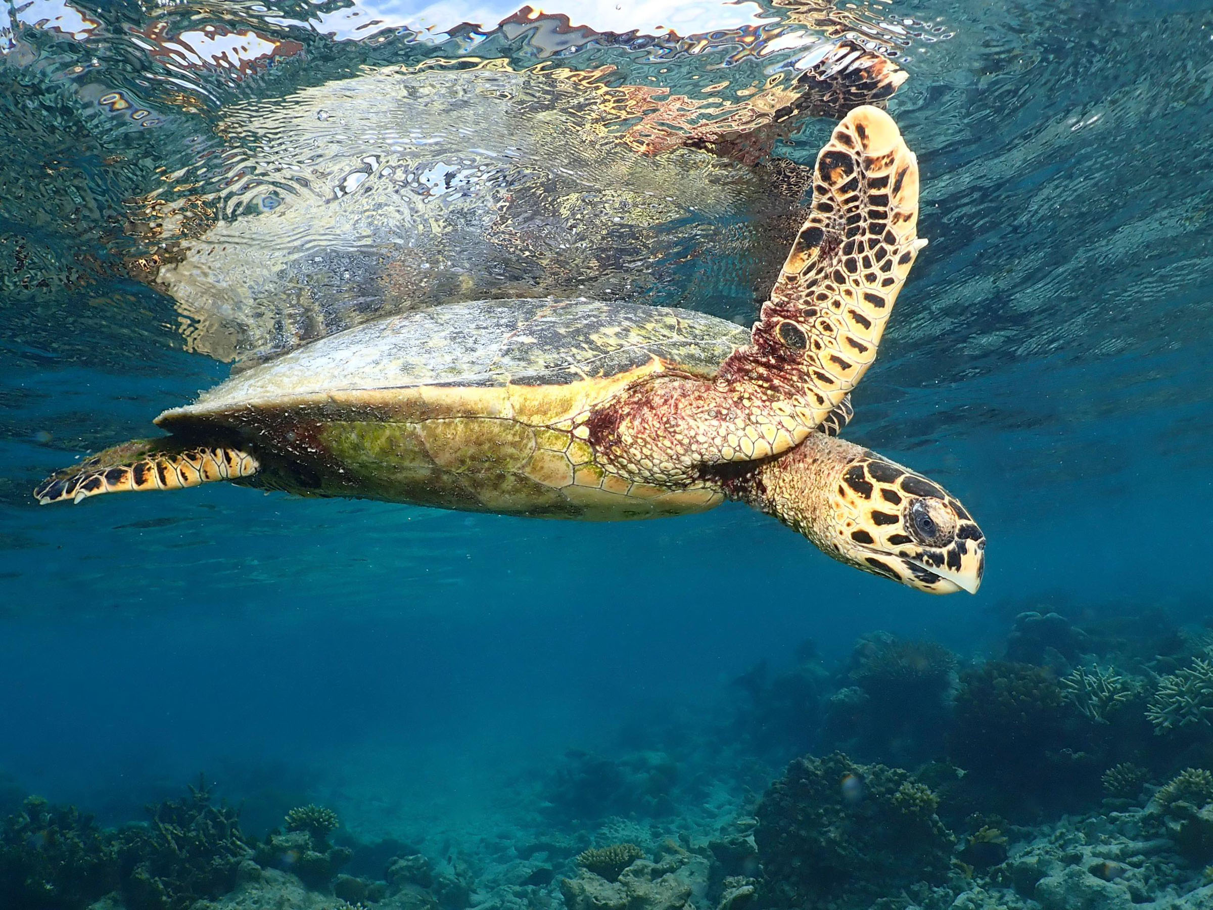 Ananea Madivaru Maldives