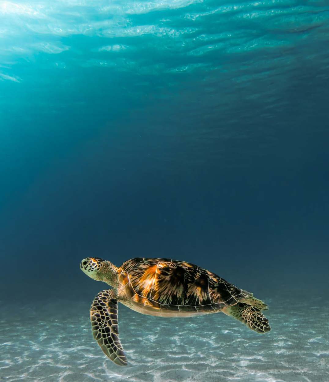 Nala Maldives by Jawakara