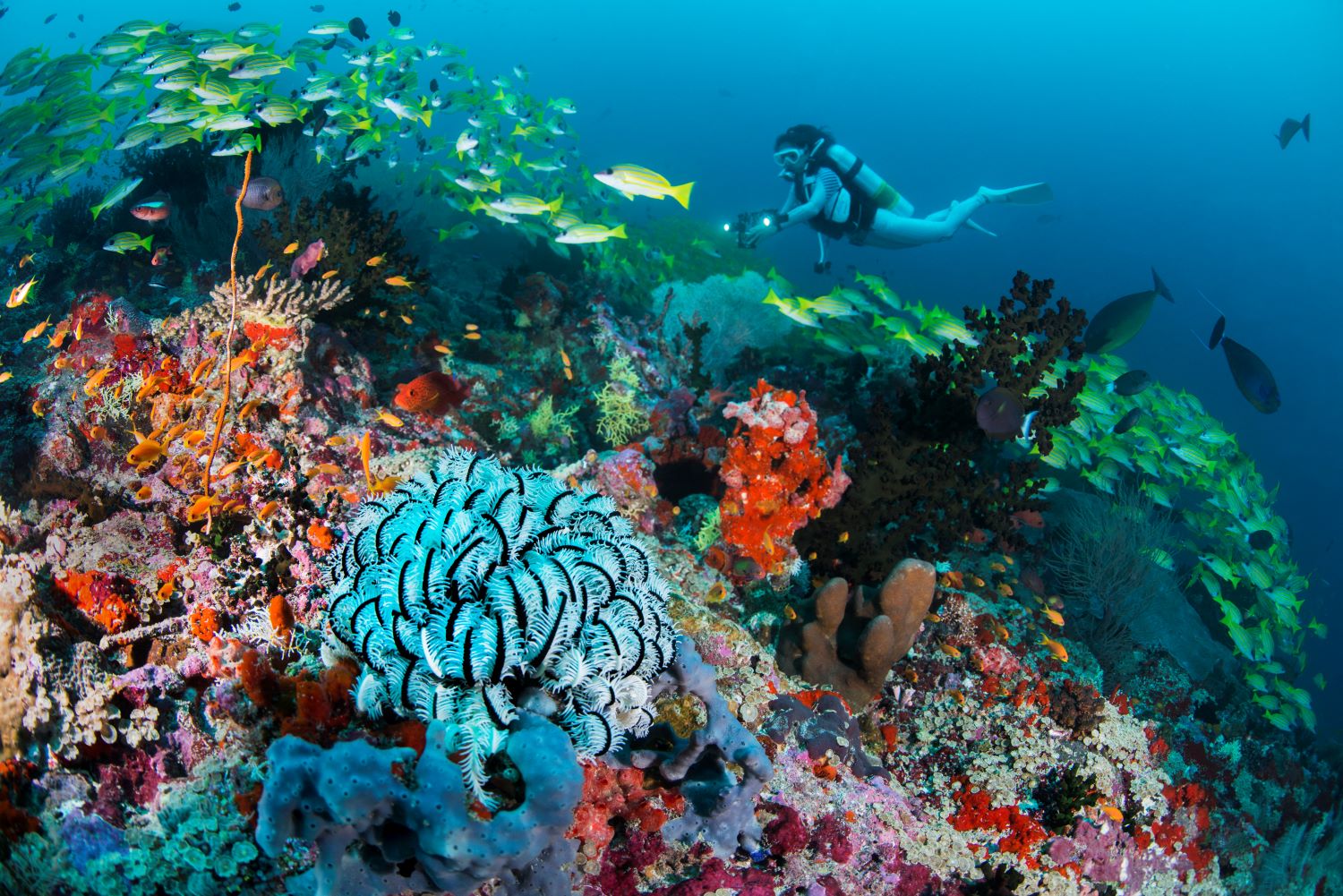 Alila Kothaifaru Maldives