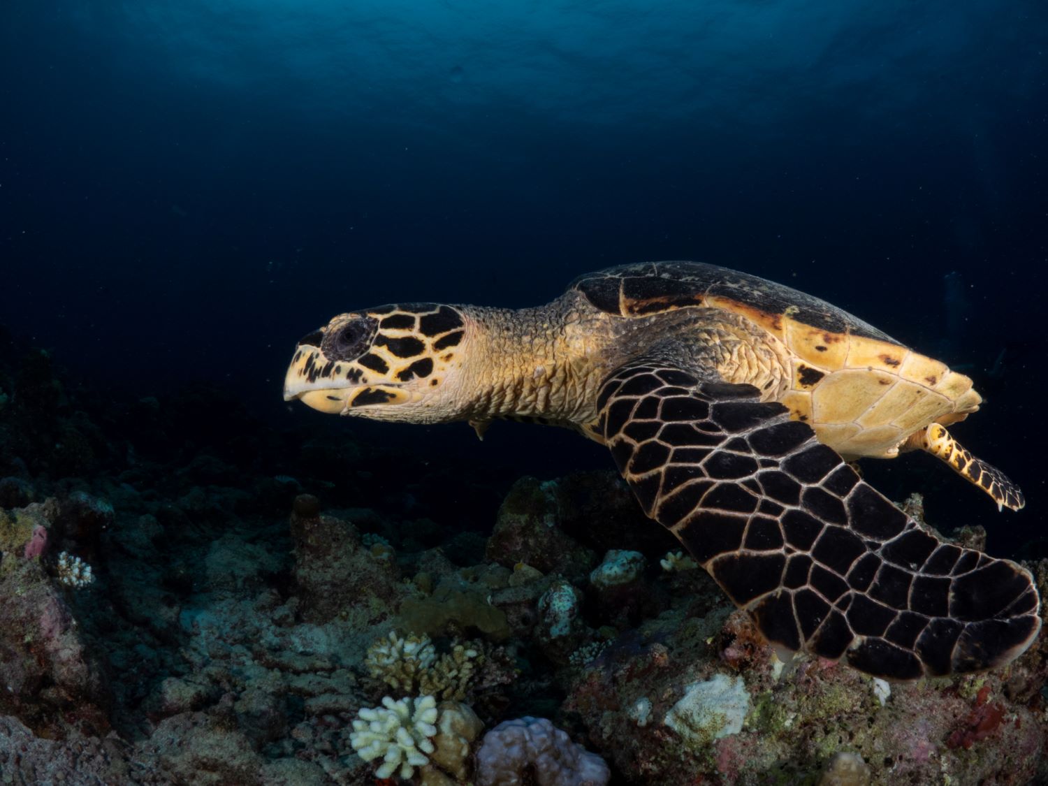 Alila Kothaifaru Maldives