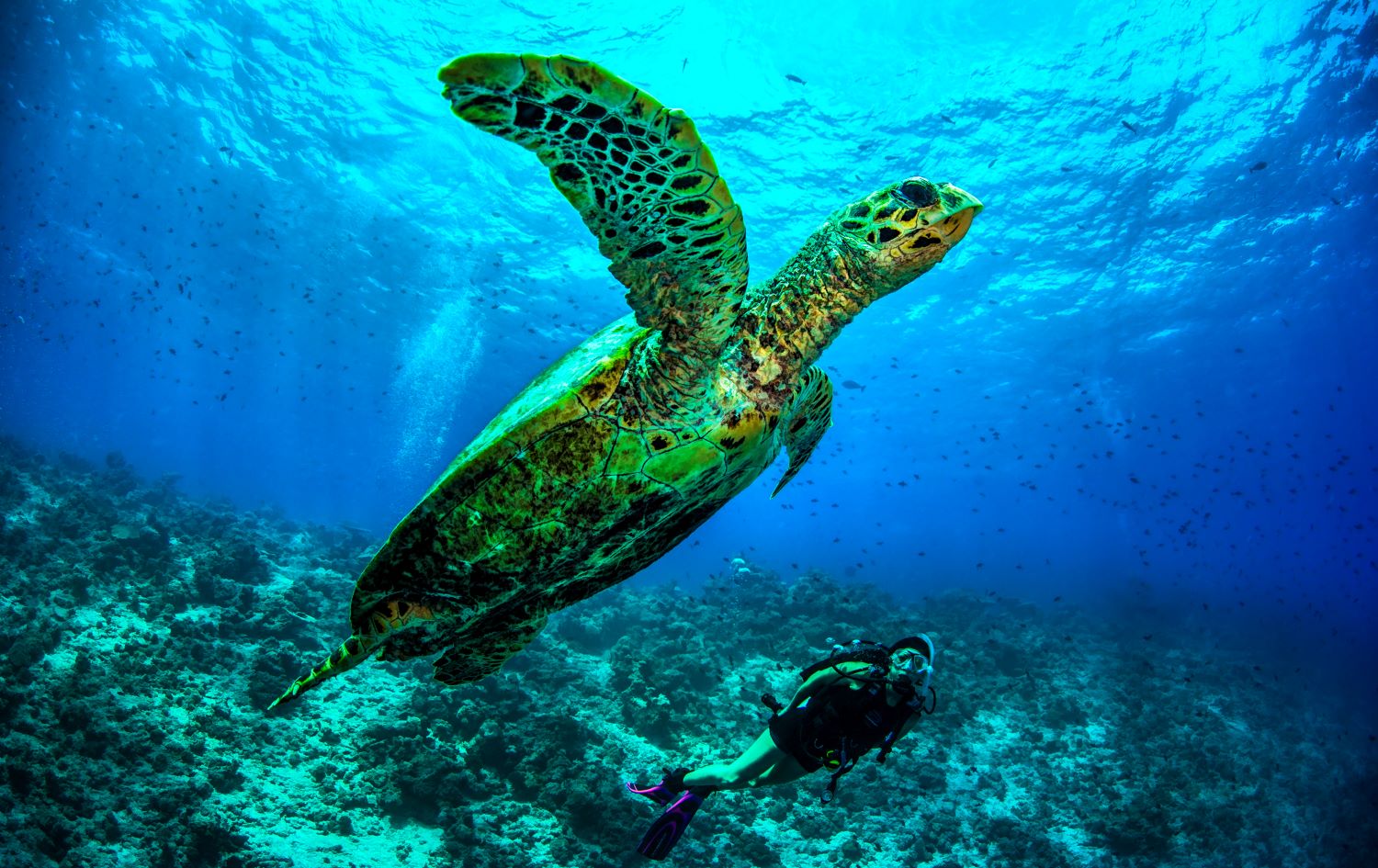 Dusit Thani Maldives