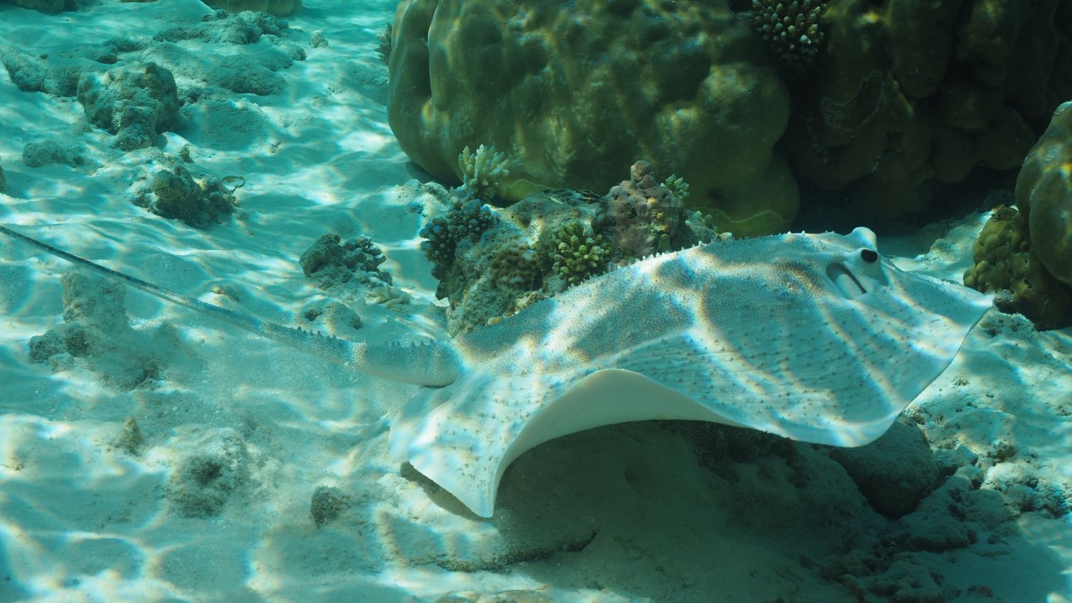 Filitheyo Island Resort