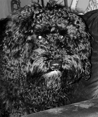 Fritz Whitebeard Abel