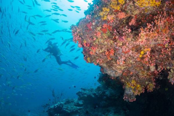 Milaidhoo_Maldives_Hausriff_tauchen_1