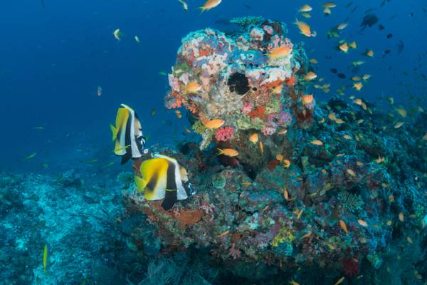 Milaidhoo_Maldives_Hausriff_tauchen_3