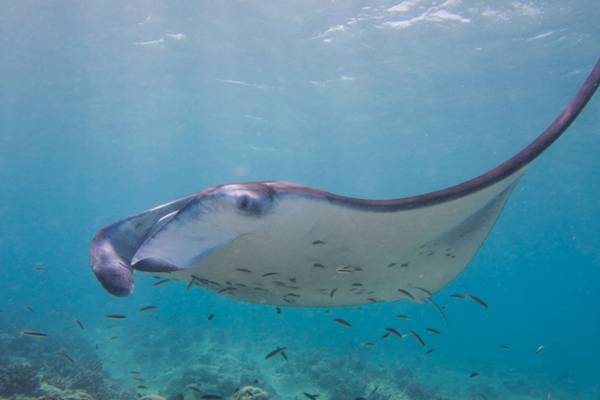 Milaidhoo_Maldives_Hausriff_tauchen_2