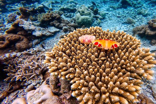 Canareef-Resort-Riff_5