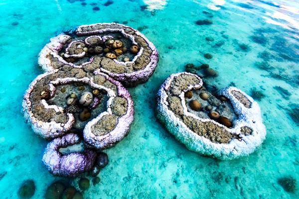 Canareef-Resort-Riff_3