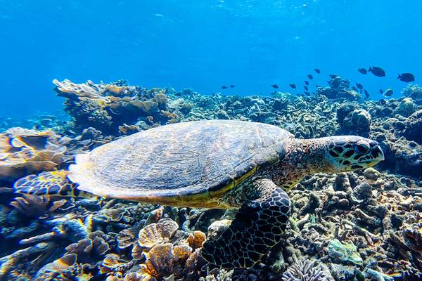 Canareef-Resort-Riff_3