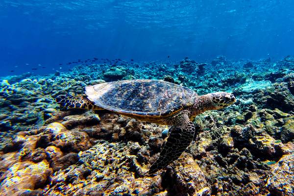 Canareef-Resort-Riff_4