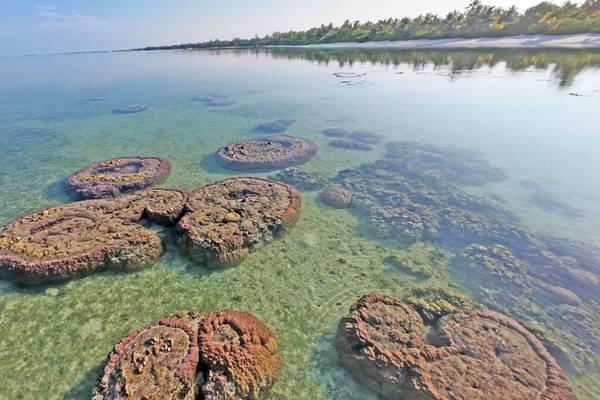 Canareef Resort Korallenblöcke