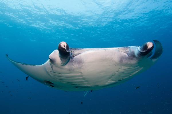Kuredu_Resort_Maldives_Diving_2