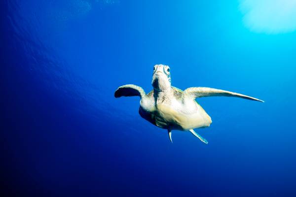 Pullman_Maldives_Maamutaa_Resort_Slider_4