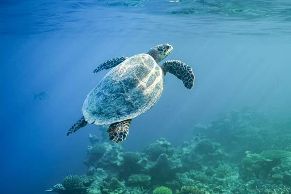 The_Halcyon_Private_Isles_Turtle