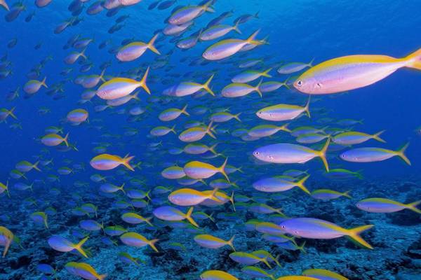Hausriff_Park_Hyatt_Maldives