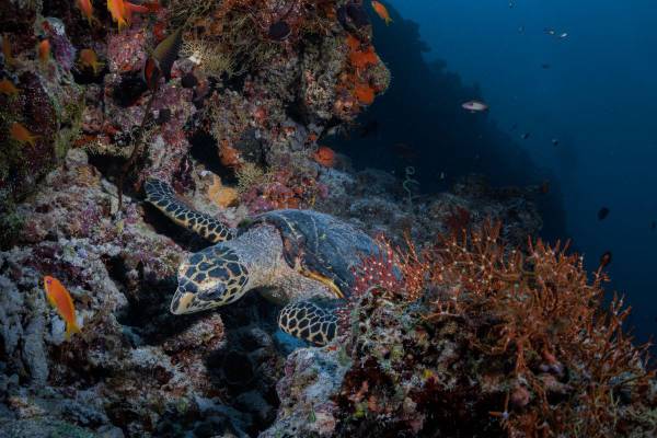 Oblu_Nature_Helengeli_Maldives