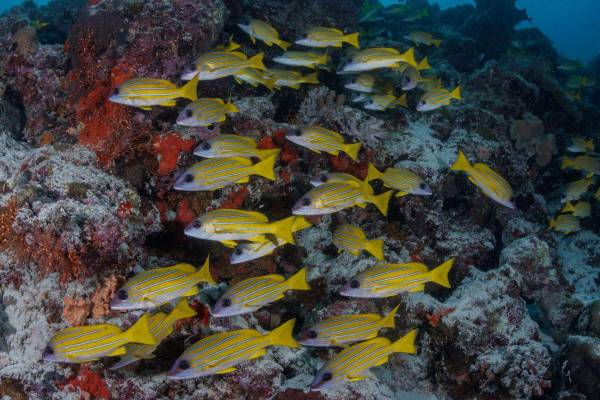 Oblu_Nature_Helengeli_Maldives