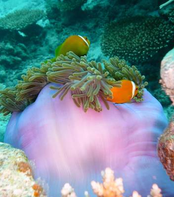 Hausriff_Park_Hyatt_Maldives