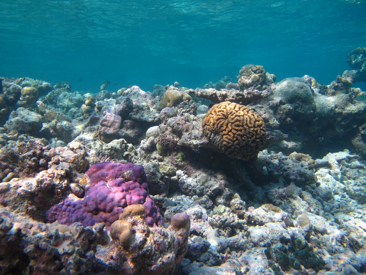 Kudafushi Resort & Spa