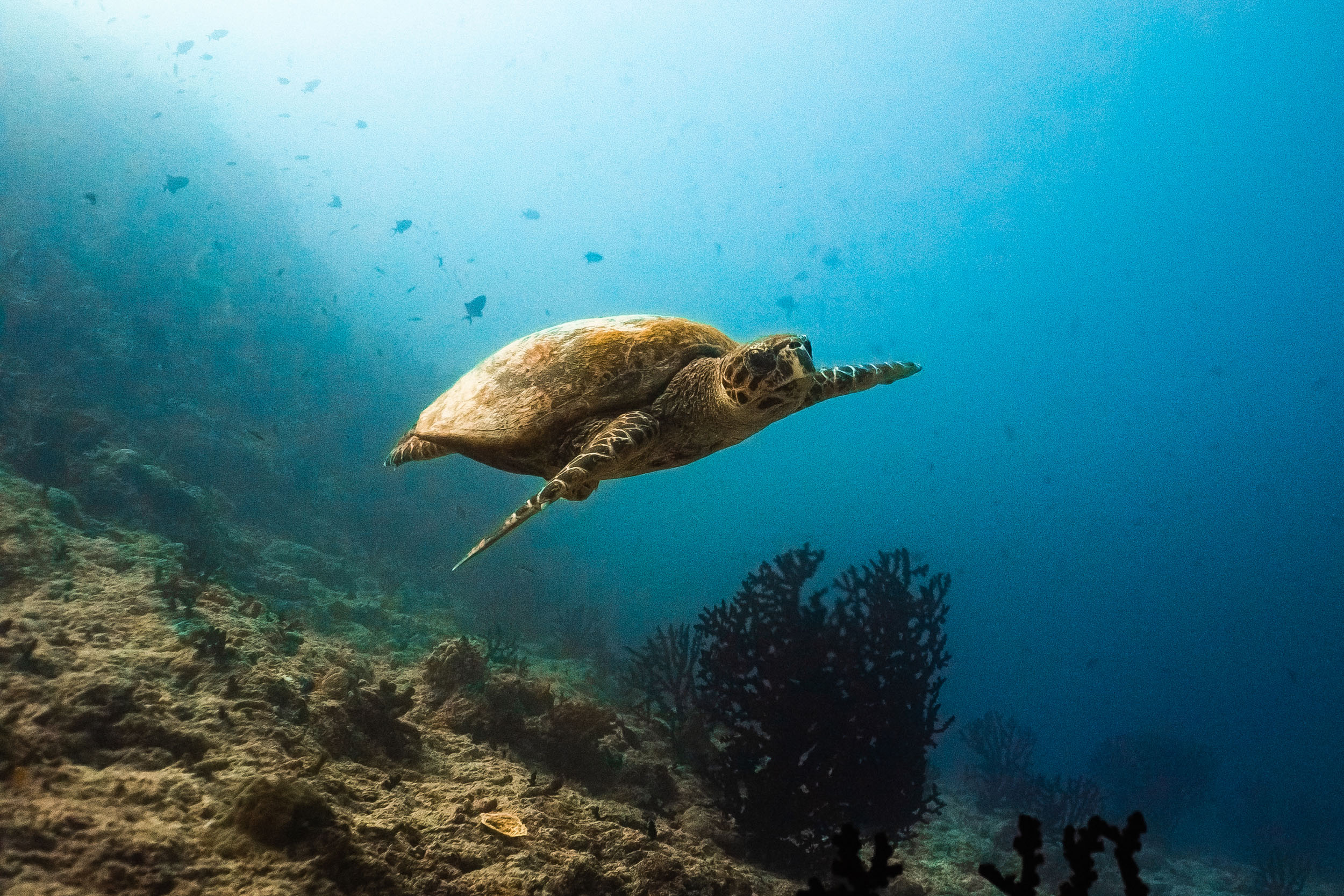 Kuredu_Resort_Maldives_Diving