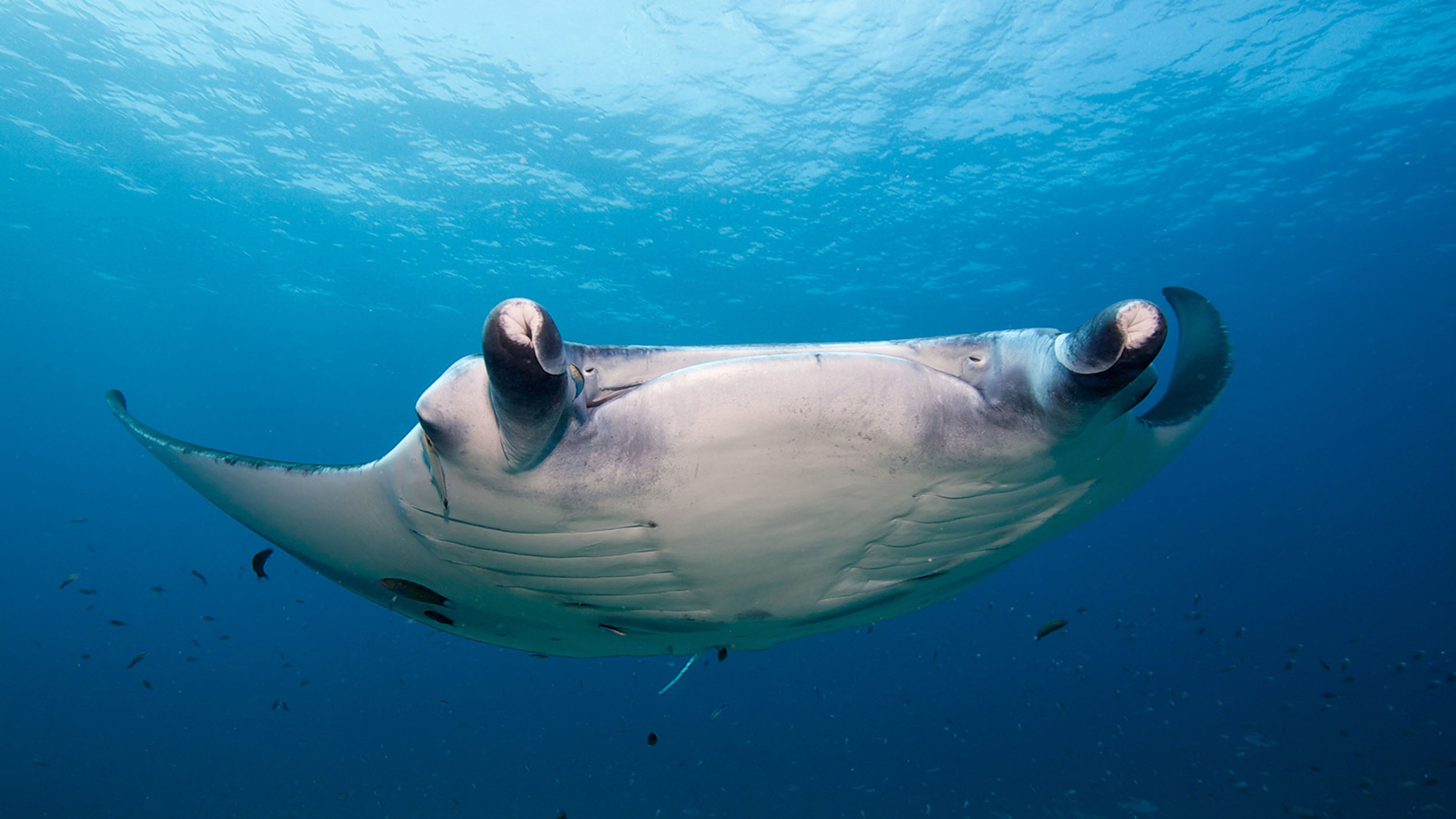 Kuredu_Resort_Island_Manta_Diving