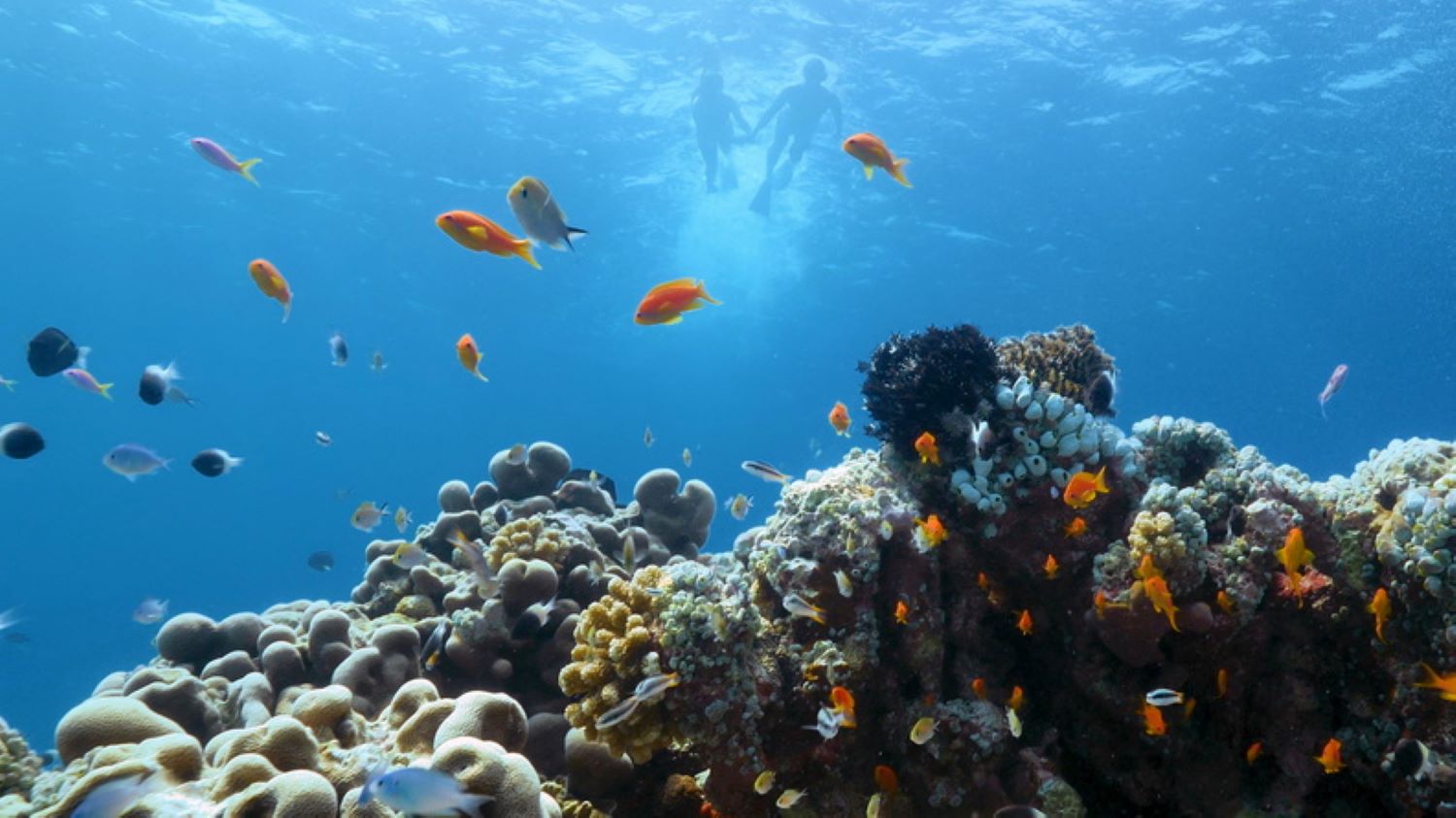 LUX* South Ari Atoll