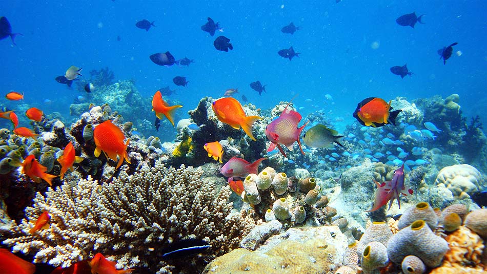 Naladhu Private Island Maldives