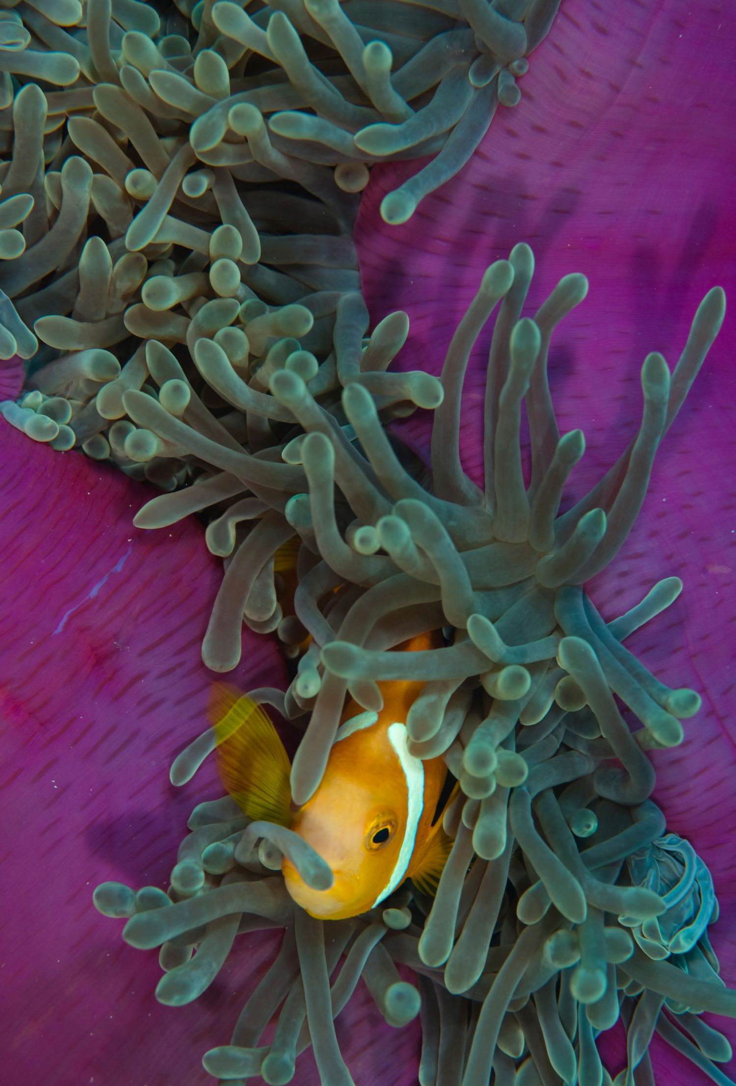 Park Hyatt Maldives Hadahaa